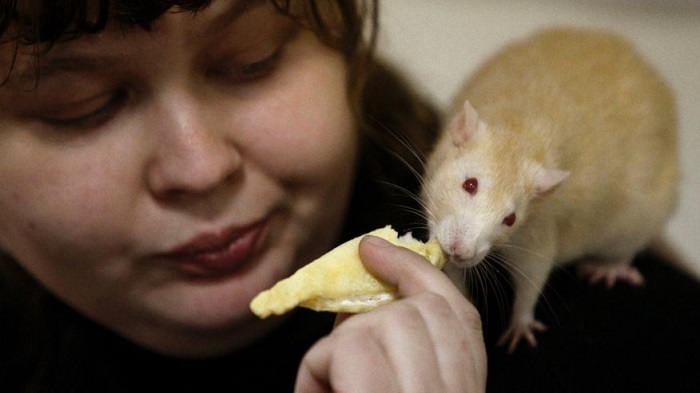 Rats get excited, `giggle` when tickled 